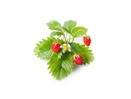 Click & Grow  - Wild Strawberry  / 3-pack