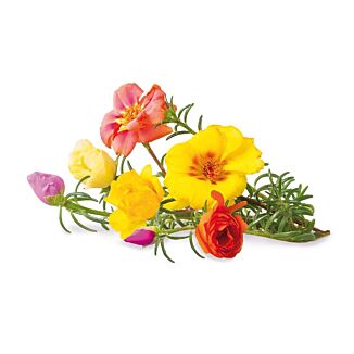 Click & Grow Plant Pods | Moss Rose - 3-Pack