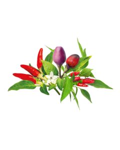 Click & Grow Plant Pods | Chili Pepper Mix - 9-Pack