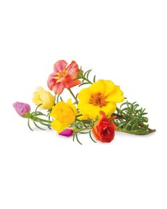 Click & Grow Plant Pods | Moss Rose - 3-Pack