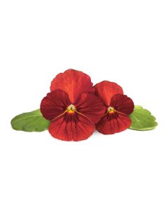 Click & Grow Plant Pods | Red Pansy - 3-Pack