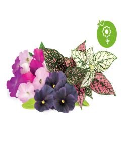 Click & Grow  - Vibrant Flower Mix /9-pack