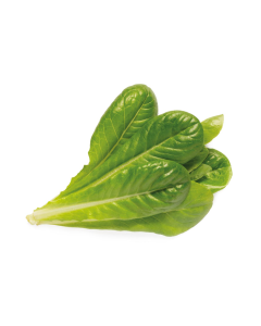 Click & Grow  - Romaine Lettuce  / 3-pack