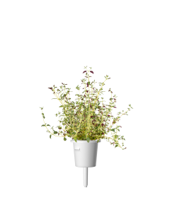 Click & Grow - Thyme / 3-pack