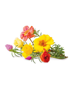 Click & Grow Plant Pods Moss Rose / 3 Pack