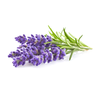 Click & Grow Plant Pods | Lavender | 3-Pack