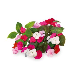 Click & Grow Plant Pods | Busy Lizzie - 3-pack