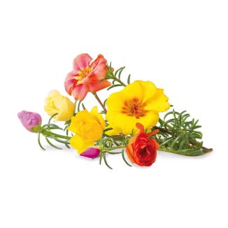 Click & Grow Plant Pods | Moss Rose - 3-Pack