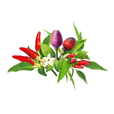 Click & Grow Plant Pods | Chili Pepper Mix - 9-Pack