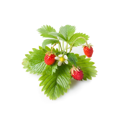 Click & Grow Plant Pods | Wild Strawberry | 3-Pack