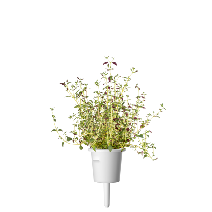 Click & Grow Plant Pods | Thyme | 3-Pack