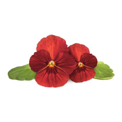 Click & Grow Plant Pods | Red Pansy - 3-Pack